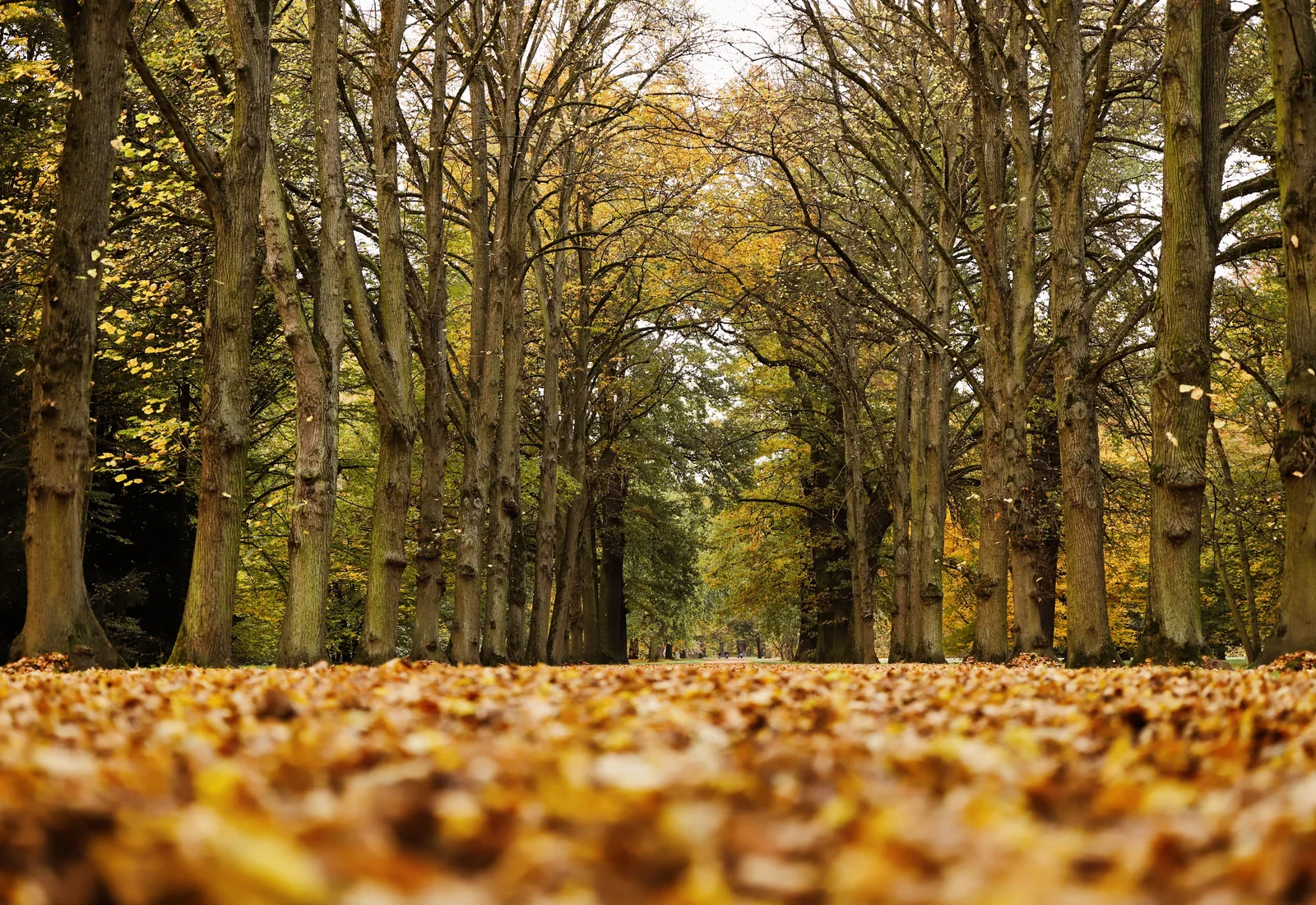 A tree-lined avenue carpeted with fallen autumn leaves, representative of the Prater's Hauptallee